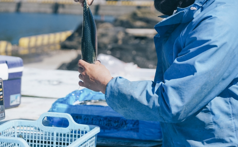 「ひむか本サバ」とは？