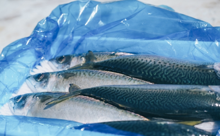 「ひむか本サバ」とは？