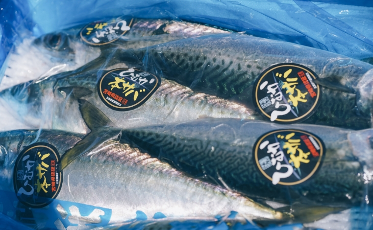 「ひむか本サバ」とは？